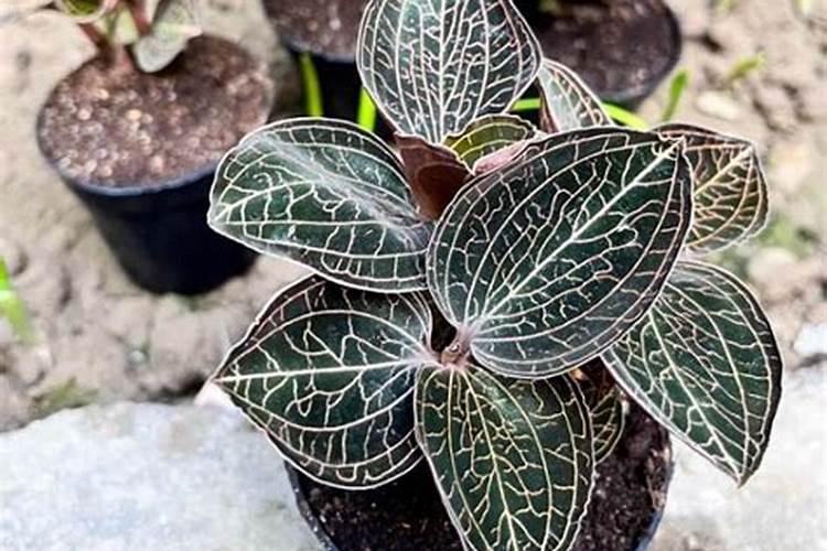 种金线莲要用什么肥好