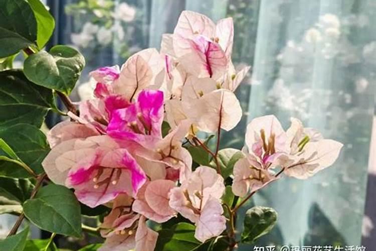 如何让三角梅快速生根