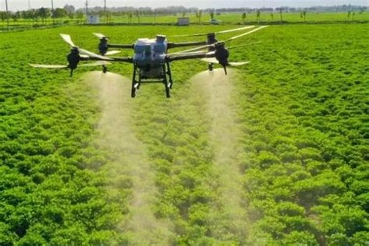 芸苔素喷后几天见效