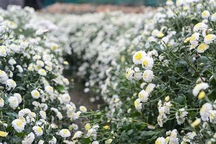 果树根外怎么施肥？用好了!1斤肥料当10斤用!yiu1237