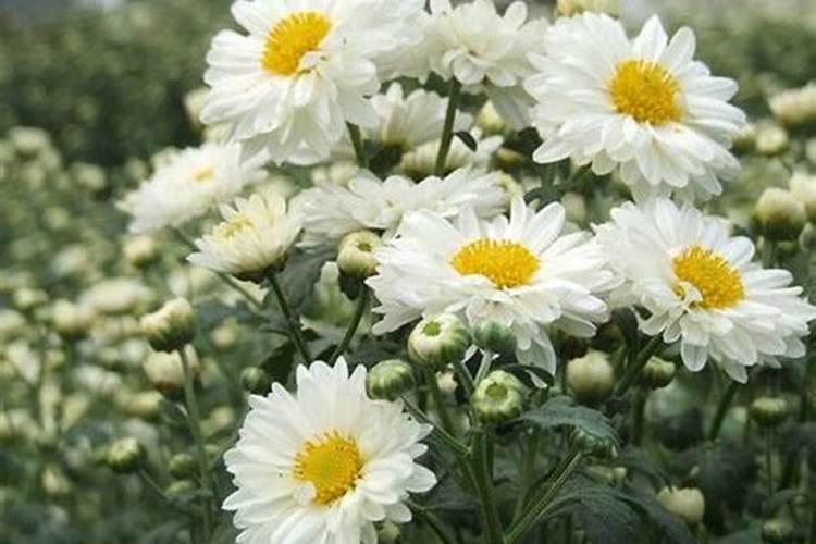 杭白菊怎么施肥