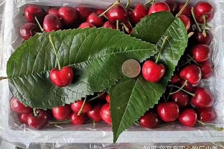 芸苔素内酯在樱桃上能和磷酸二氢钾流体硼糖醇钙混用吗？