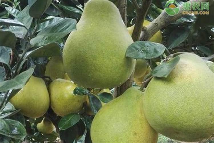 2022年8月12日尿素价格多少？