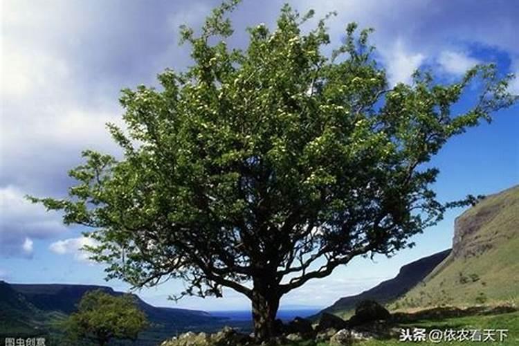 硼肥的最佳使用时期