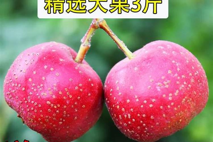 果树硼肥啥时施最佳