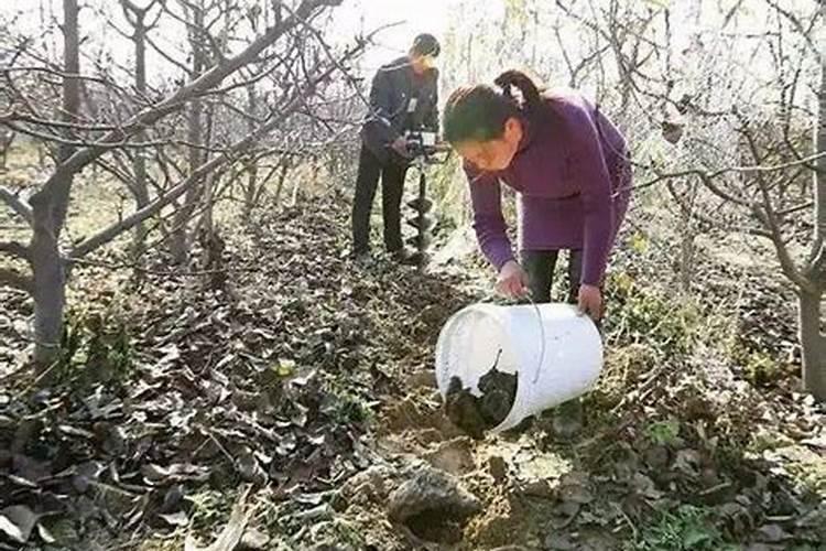 砂糖橘膨果期冲施什么肥料好？砂糖橘结果期专用肥是什么肥料？