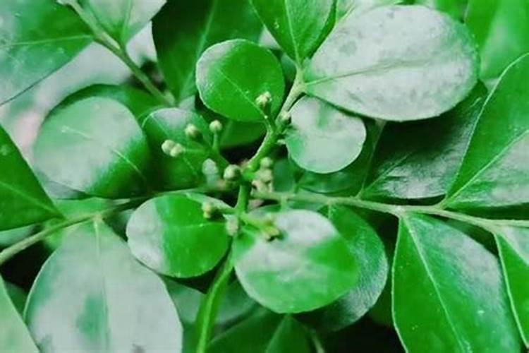 龟背竹可以水培吗