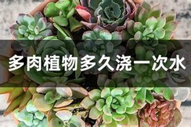 多肉植物多长时间浇一次最合适