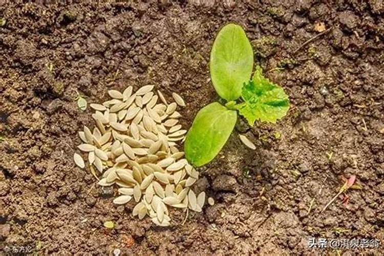 葡萄施肥最佳时间