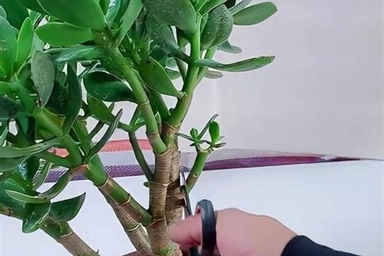 玉树“施肥”小窍门有哪些？