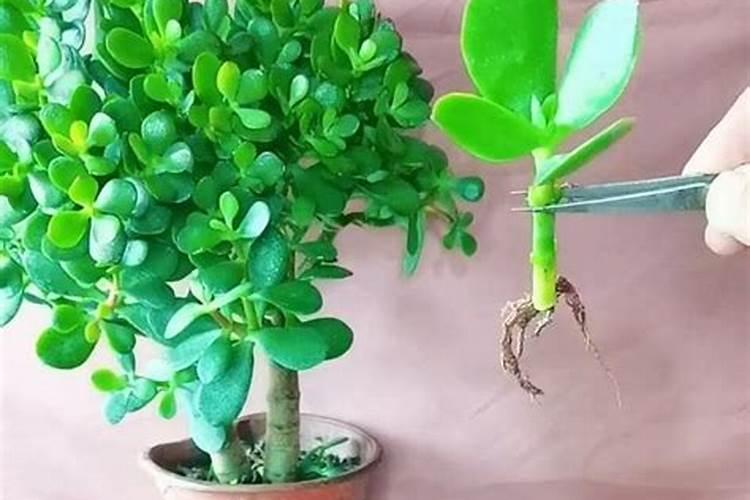 玉树用什么肥料长得最快