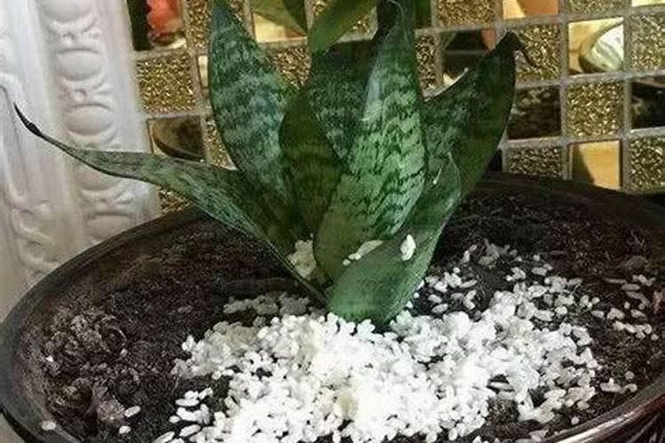 栀子绿萝…又发黄？学2招,立马绿得冒油,蹭蹭疯长!