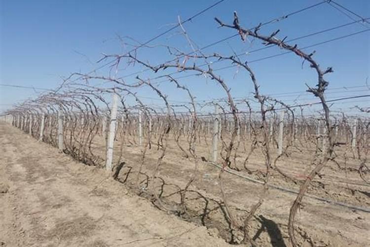 葡萄全年三次关键追肥时间