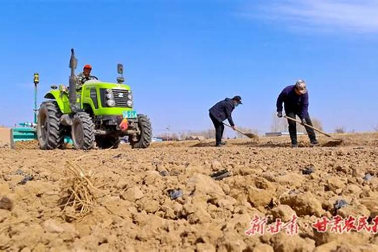 小麦晚播10天以上底肥怎么调