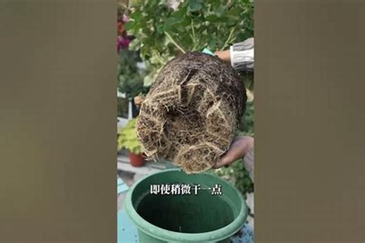 如何做到盆栽矮化的胭脂扣月季