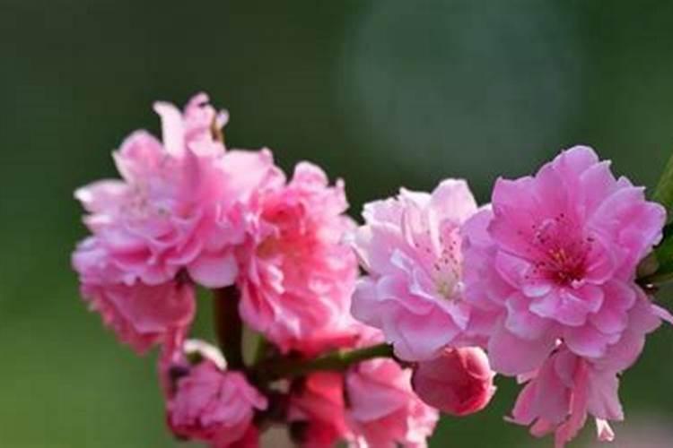 黄桃畸形原因？