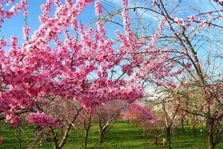 桃树种植怎么样能高产