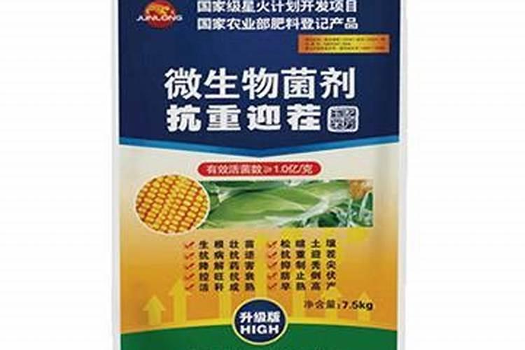 玉米底叶黄不长