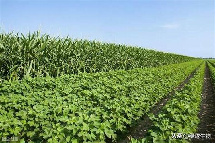 叶面肥哪个产品最好