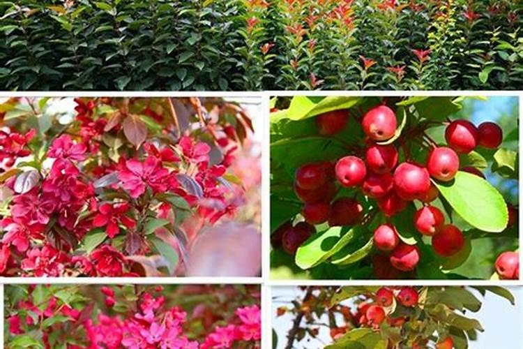 观花观果植物怎样施肥