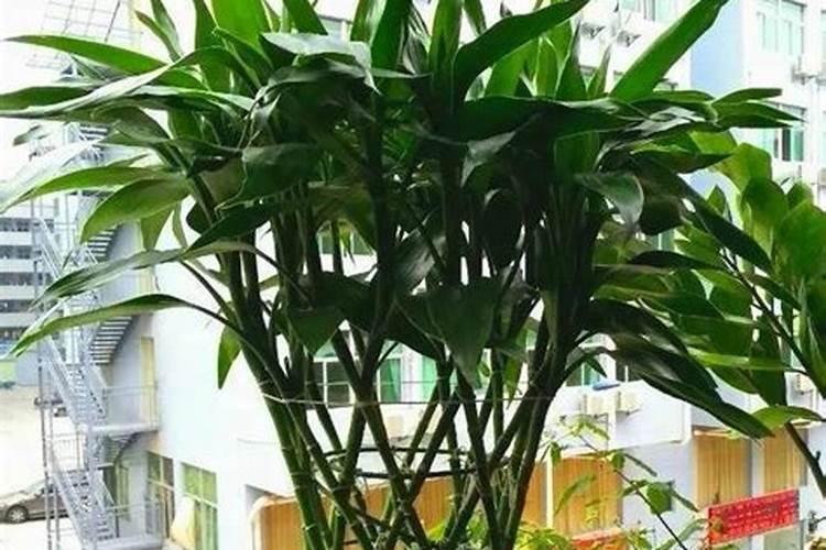 世界水溶肥前十品牌