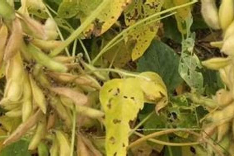 黄豆刚种下需要浇水吗