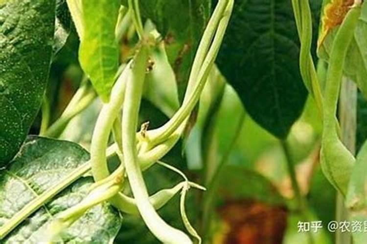 红薯叶圆的好吃还是五角的好吃 红薯叶怎么做不变黑