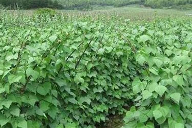 芸豆施肥时间及方法(芸豆施肥时间及方法全解析,让您的芸豆产量更高...