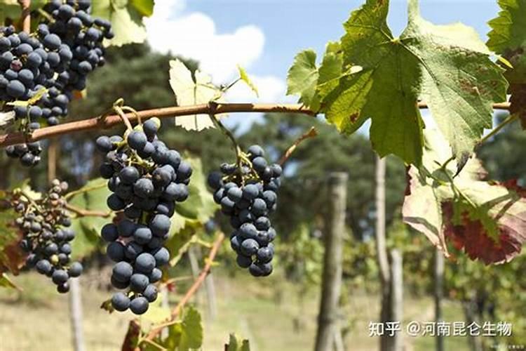 请问:硫酸钾、碳酸氢铵、尿素、磷酸二氢铵,哪种是复合肥？为什么？