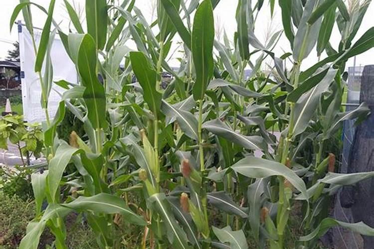 玉米现在盛果期可以喷施叶面肥加杀虫剂吗？