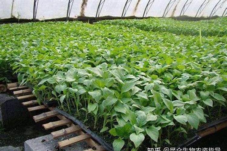 青椒在生长期间如果没有施用充足的肥料会怎么样？