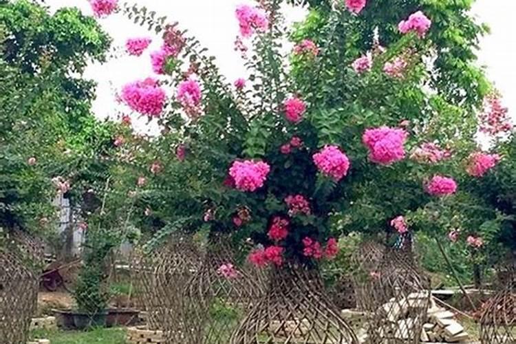 紫薇树上有蚂蚁怎么办？