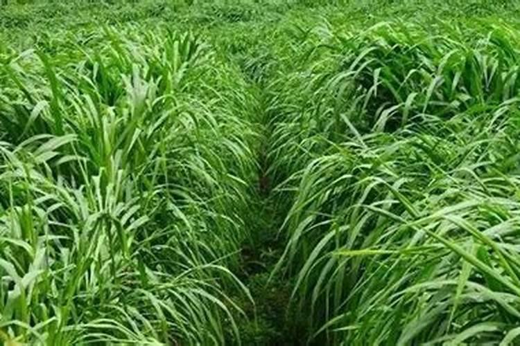 尿素化水浇肥方法