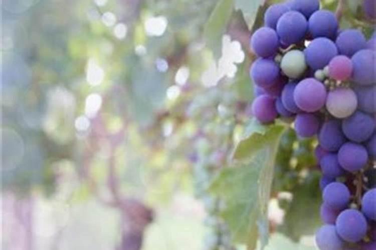 种植葡萄需注意,肥料/？