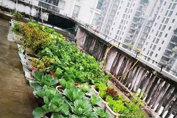 种菜最实用的肥料,是先下肥料还是先下种子