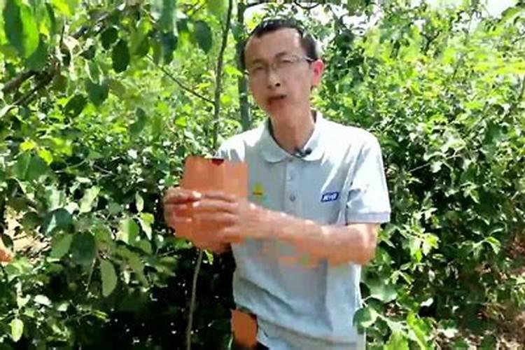 自家中的苹果树,为什么果实会裂果啊？