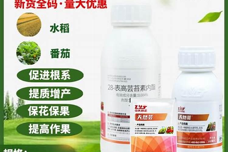 月季遭氮肥肥害该怎么办