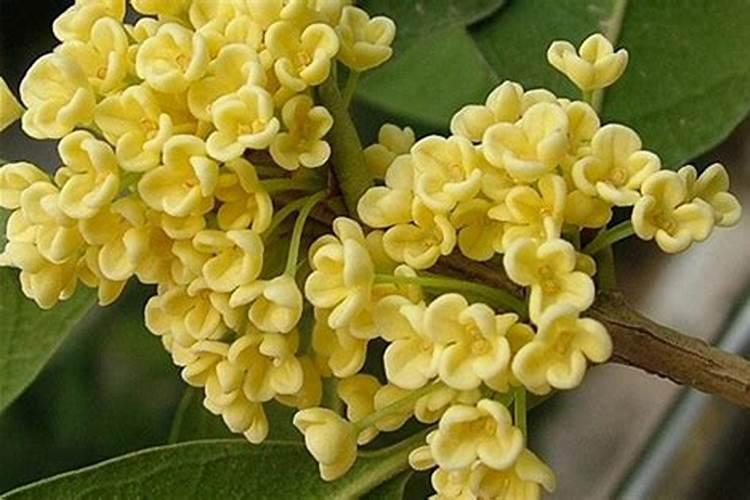 四季桂怎么施肥