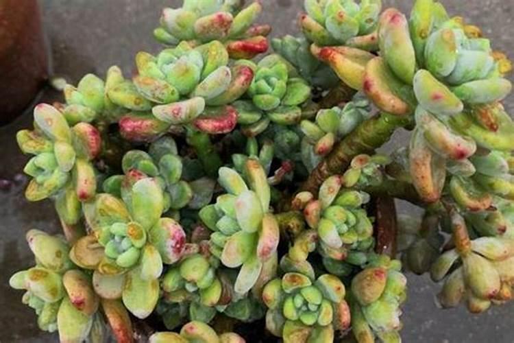 清姬多肉植物栽培技术施肥的知识有哪些