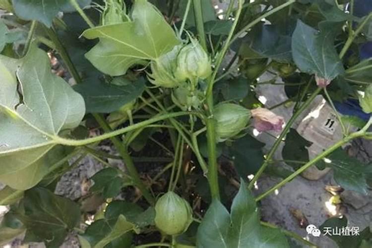 棉花的种植方法