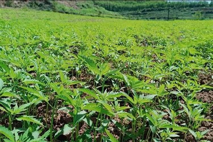 小麦底肥这样选,苗齐苗壮高产丰收