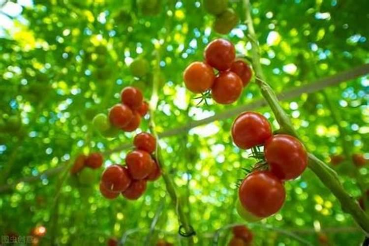 冲施肥的好处,什么是冲施肥,冲施肥使用方法