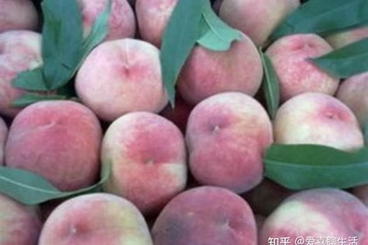 桃树种植的方法和技巧