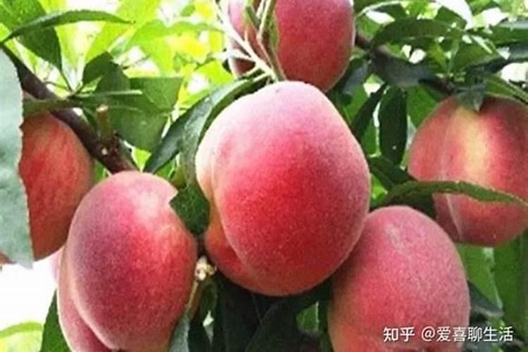 大棚毛桃幼果期温度是多少？