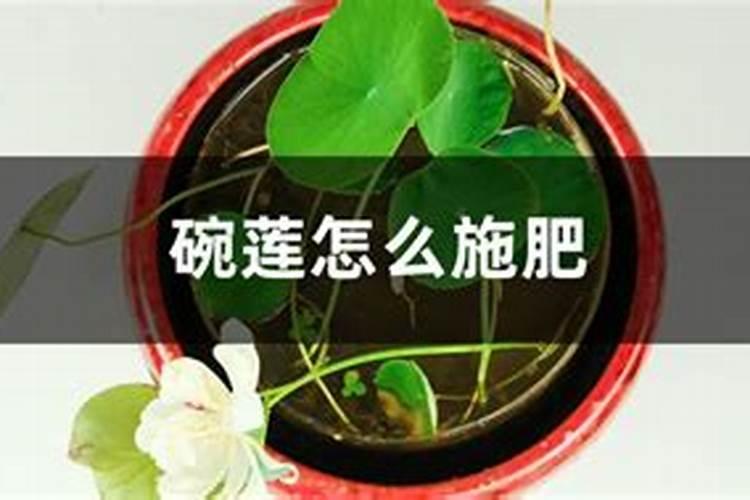 如何正确给碗莲施肥