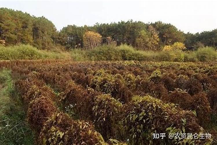 种麻山药史什么肥料好