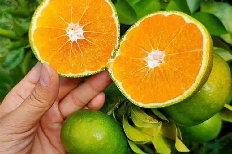 橘子施什么肥最好