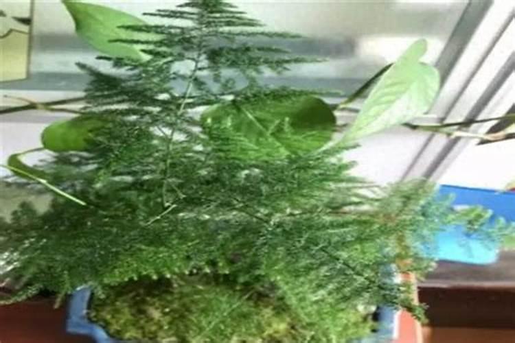 文竹的养殖方法和注意事项几天浇水