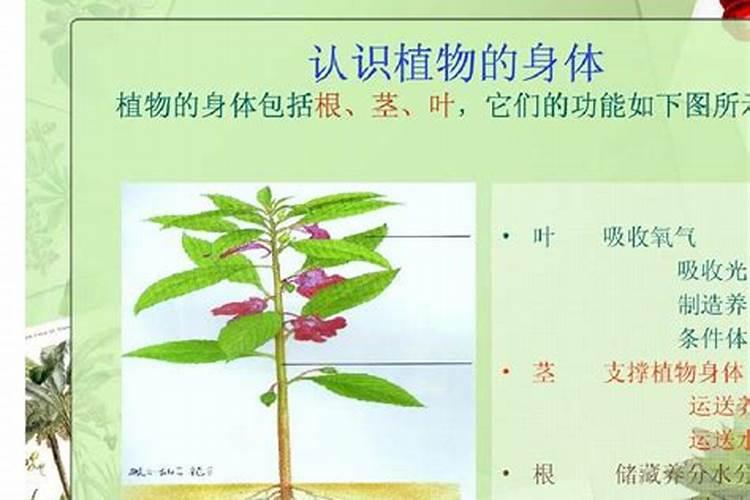 磷肥适合哪些蔬菜