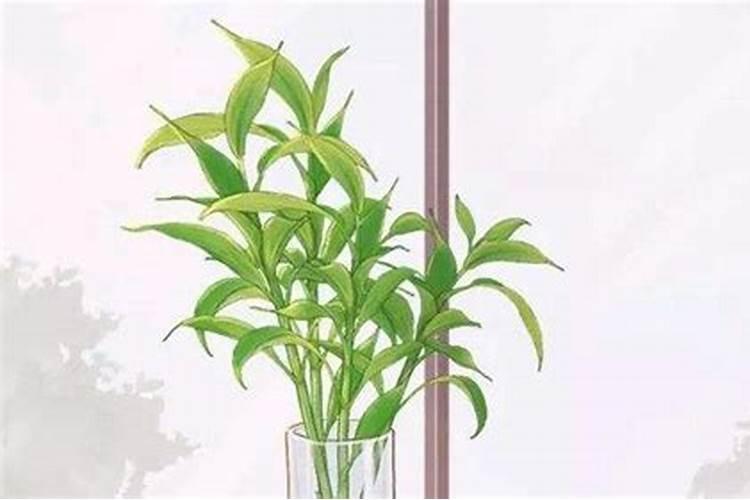 水培植物可以用水溶肥吗